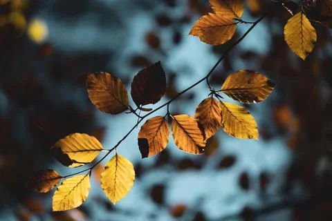 Backlit Beech Leaves Stock Photos