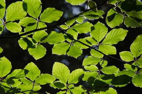 Backlit beech leves in forest Stock Photos