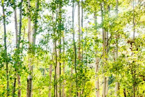 Backlit birch forest in summer Stock-Fotos