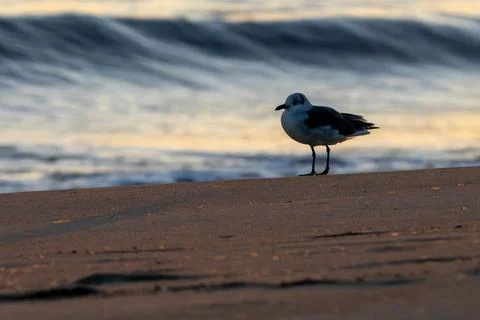Backlit bird. Stock Photos