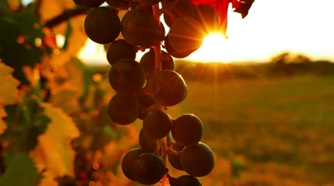 Backlit black grape bunch at sunset - pan left Stock Footage 67158148