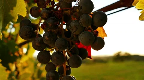 Backlit black grape bunch at sunset - tilt down Stock Footage 67163761