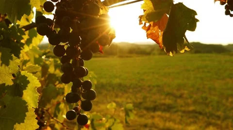 Backlit black grape bunch at sunset Vidéo 67165569