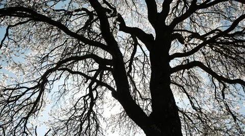 Backlit of Blossoming Tree. 4k Stock Footage 61178923