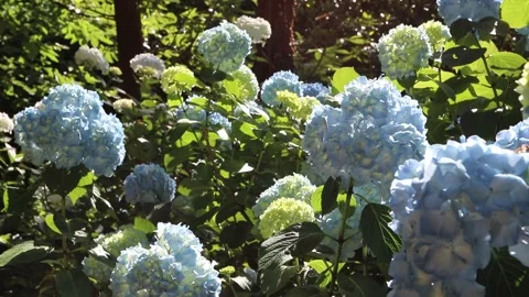 Backlit blue hydrangea blooms glowing in warm sunset breeze 動画素材 338342402