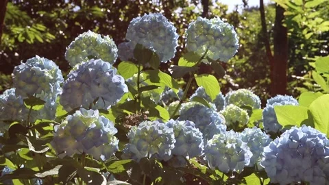 Backlit blue Hydrangea macrophylla flowers glowing at sunset 動画素材 339417357