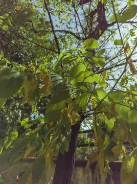 Backlit branches of a leafy tree Stock Photos