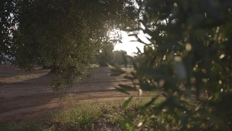 Backlit branches of olive trees with flare Stock Footage 72384576