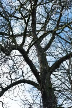 Backlit branches of a tree without leaves Stock Photos