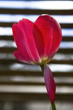 Backlit bright red tulip. Stock Photos