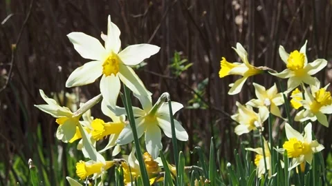 Backlit Bright Yellow Daffodils Moving In The Wind Stock Footage 151609708