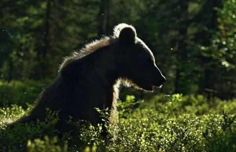 Backlit brown bear cub. Bear Cub against a sun. Brown bear in back light. Lit Stock Photos