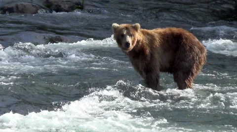 Backlit Brown Bear in Salmon River Does a Double Take Towards the Camera Stock Footage 50750746