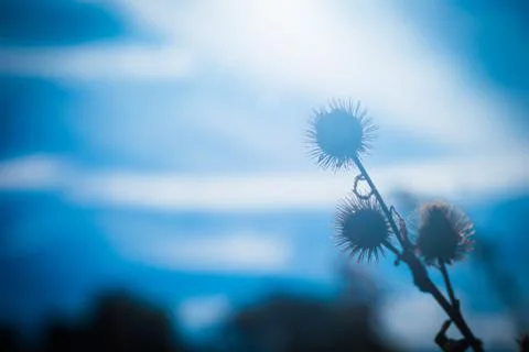 Backlit burrs with cloudy blue blurred background in summer Foto stock