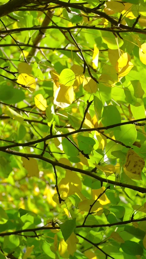 Backlit canopy of green and yellow heart-shaped leaves with crisscrossing dark b Stock Footage 345399090
