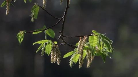 Backlit catkins and leaves on a tree in early Spring sun. UK 스톡 동영상 332627757