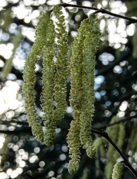 Backlit Catkins Stock Photos