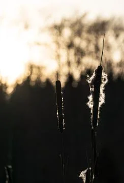 Backlit cattail in warm light Foto stock