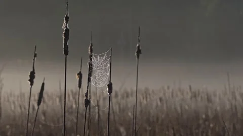 Backlit Cattails and Spider Web in Foggy Marsh with Natural Sounds Stock Footage 337199860