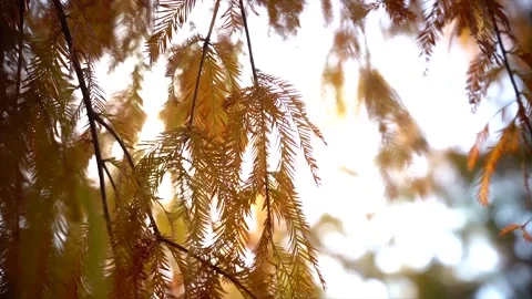 Backlit Cedar Needles 4K Slow Motion Closeup Stock Footage 320928970