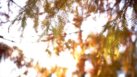 Backlit Cedar Needles 4K Slow Motion Closeup Stock Footage 320928976