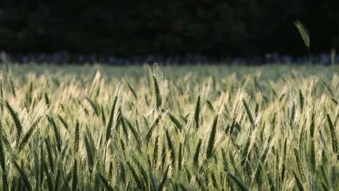 Backlit Cereal Crop Moving in the Breeze, England, UK Stock Footage 311395866