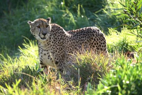 Backlit Cheetah Stock Photos