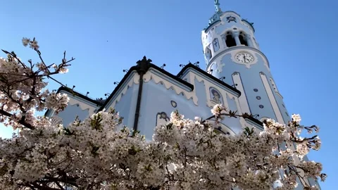 Backlit cherry tree blossom gradually reveals Blue church of Bratislava Stock Footage 172584168