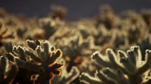 Backlit cholla cactus spines with glowing golden light effect Stock Footage 329762359