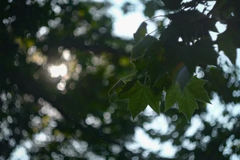 Backlit close-up of maple leaves Stock Photos