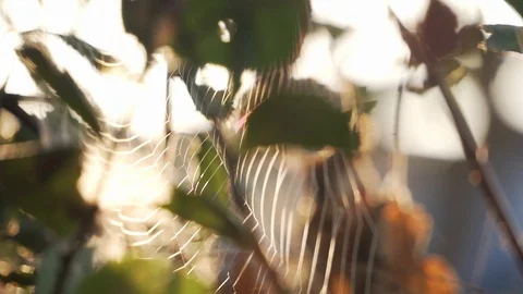 Backlit close up of spider webs captured in the morning mist Stock Footage 119378477