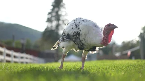 Backlit closeup of beautiful free range turkey bird strutting and walking Stock Footage 161330422