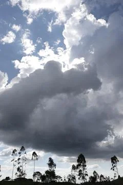 Backlit clouds tower over tall eucalyptus trees in Zona Cafetera, Colombia Fotos de archivo