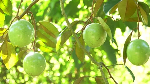 Backlit Cluster of Four Lo Ren Star Apples in Vietnam Orchard Stock Footage 327011426