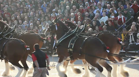 BACKLIT CLYDSDALES IN A PARADE Stock Footage 33847252