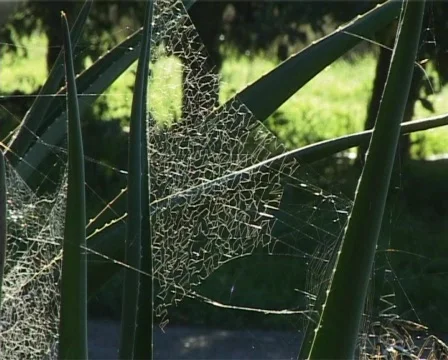 Backlit cobweb Stock Footage 134739