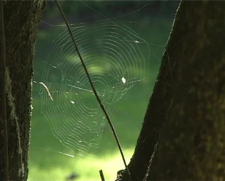 Backlit cobweb Stock Footage 134749