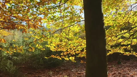 Backlit on the colored leaves of a beech tree Stock Footage 212531570