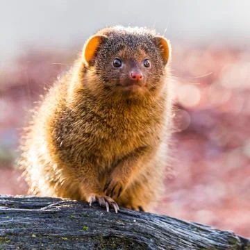 Backlit Common dwarf mongoose Stock Photos