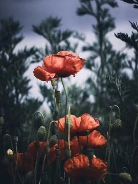 Backlit Common Poppies Beneath Dramatic Summer Clouds Foto stock