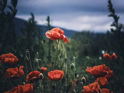 Backlit Common Poppies In Dramatic Summer Meadow Stock Photos