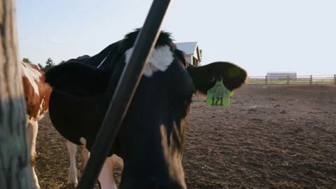 Backlit Curious Cows Licks Sniffs Camera Stock Footage 140213748