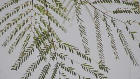 Backlit Cypress: Translucent Needles Swaying Against Blue Sky with Vitality  Stock Footage 321609312