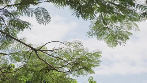 Backlit Cypress: Translucent Needles Swaying Against Blue Sky with Vitality  Stock Footage 321610845