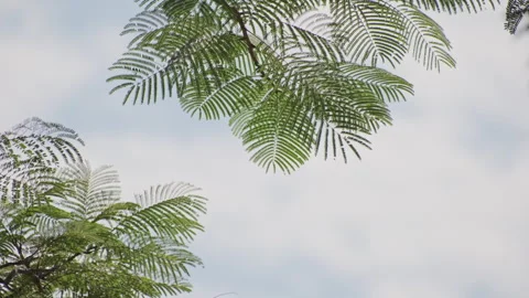 Backlit Cypress: Translucent Needles Swaying Against Blue Sky with Vitality  스톡 동영상 321611036