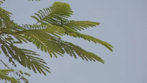 Backlit Cypress: Translucent Needles Swaying Against Blue Sky with Vitality  스톡 동영상 321623460