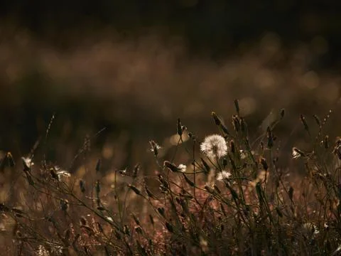 Backlit dandelion Stock Photos