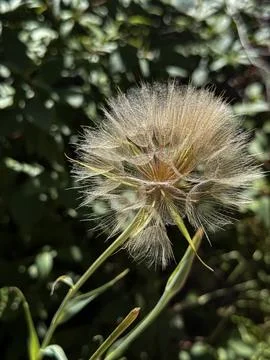 Backlit Dandelion Seed Head Ready for the Wind Stock Photos