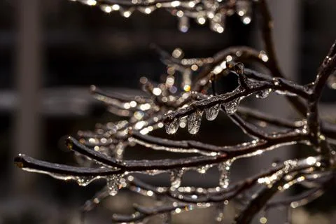 Backlit dark leafless tree branches covered with water ice on a cold day Stock Photos