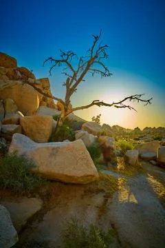 Backlit dead tree at sunset in Joshua Tree National Park, CA. Stock Photos